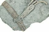 Fossil Crinoid Plate (Three Species) - Indiana #232254-2